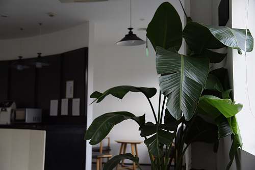 interior design green leafed plant plant